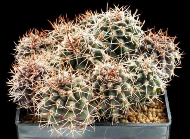 Pyrrhocactus_andreanus